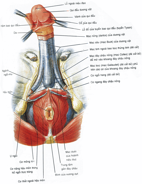 Giải phẫu dương vật