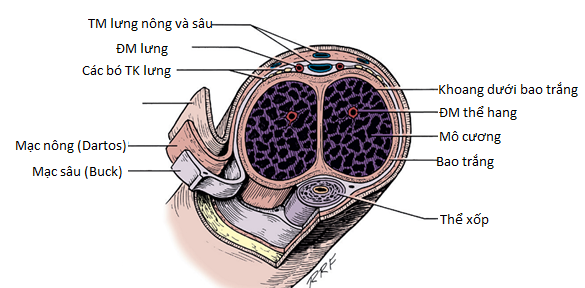 Giải phẫu dương vật (2)