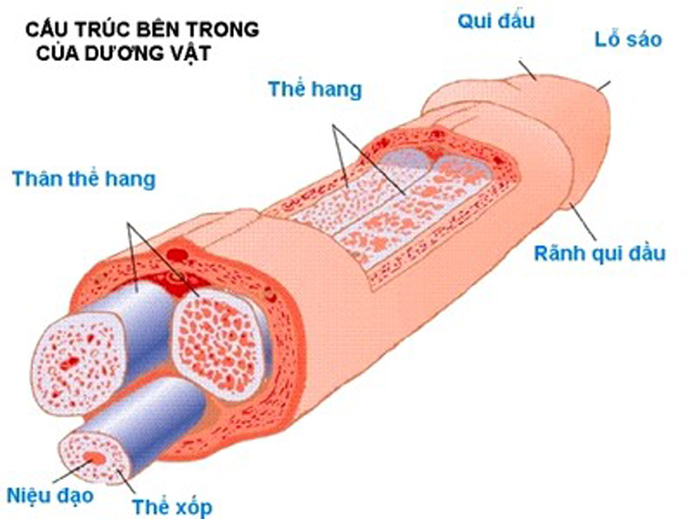 Giải phẫu dương vật (1)