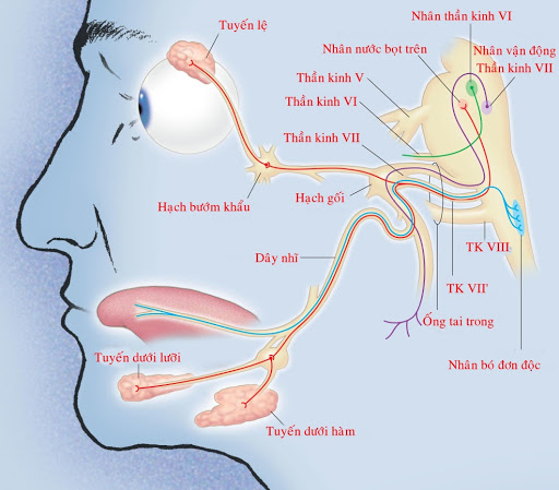 Liệt dây thần kinh số VII ngoại vi: triệu chứng, nguyên nhân và hướng điều trị