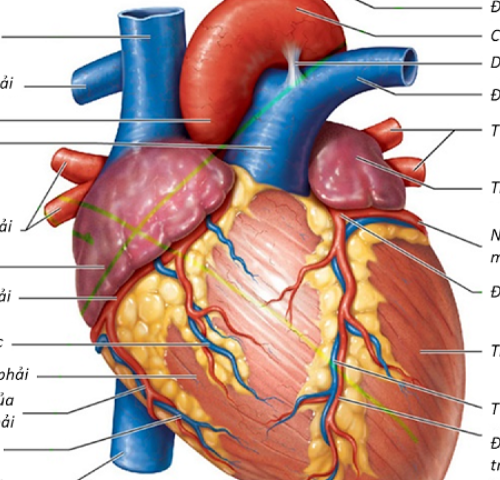 điện tâm đồ nhịp xoang nhanh hướng dẫn trực tiếp bởi doctor chu, giảng viên y khoa trực tuyến